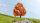 Noch 20155 - H0 - Ahorn, herbstlich