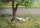 Noch 21773 - H0 - micro-motion Baum mit Hängematte