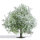 Busch 3651 - H0 - Apfelbaum 75, blühend H0
