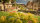 Noch 06800 - H0 - Blumen