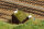 Auhagen 41665 - H0 - Prellbock Holz