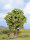 Noch 21690 - H0 - Hainbuche