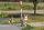 Auhagen 43645 - TT - Bahnübergang - Halbschranke